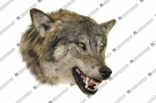 wolf_3
